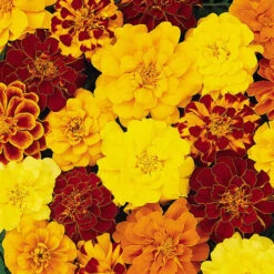 Marigold Durango Mix -Flower Harvest Shop 410072 2