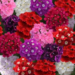 Verbena 'Quartz' Mix -Flower Harvest Shop 410076 2