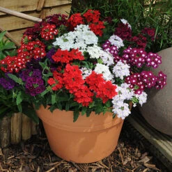 Verbena 'Quartz' Mix -Flower Harvest Shop 410076 3