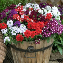 Verbena 'Quartz' Mix -Flower Harvest Shop 410076 4