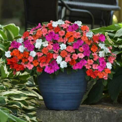 Nurseryman's Garden Ready Collection -Flower Harvest Shop 410098 1