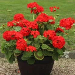 Warm Summer Glow Collection -Flower Harvest Shop 410099 2