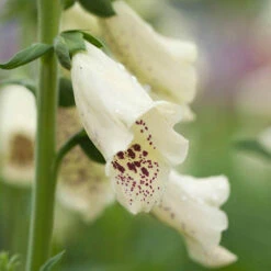 Foxglove Dalmatian Mix -Flower Harvest Shop 410119 2