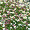 Erigeron Sea Of Blossom