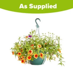 'Fruit Salad' Pre-Planted Basket -Flower Harvest Shop 450013 3