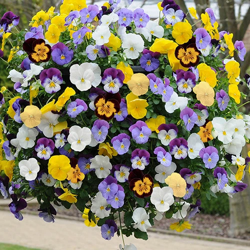 Preplanted 'Pansy Cool Wave' Hanging Basket 1 Preplanted 'Pansy Cool Wave' Hanging Basket