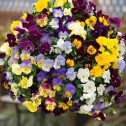 Preplanted 'Pansy Cool Wave' Hanging Basket 5 Preplanted 'Pansy Cool Wave' Hanging Basket -Flower Harvest Shop 450022 2