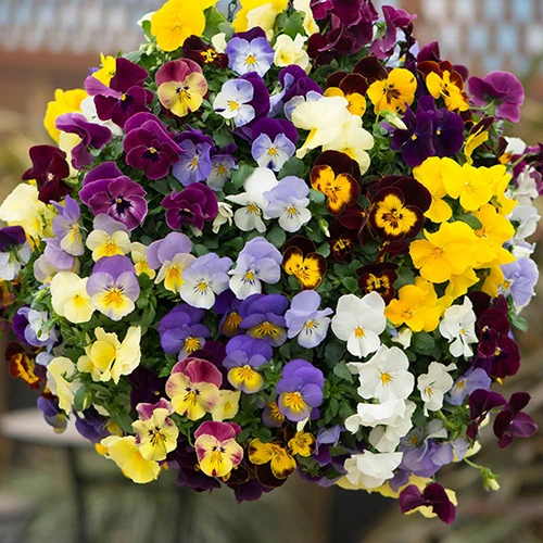 Preplanted 'Pansy Cool Wave' Hanging Basket 3 Preplanted 'Pansy Cool Wave' Hanging Basket - Image 3