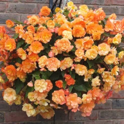 'Apricot Shades' Preplanted Basket -Flower Harvest Shop 450042 4