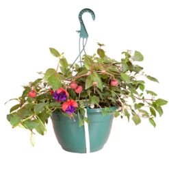 Pre-planted Basket Jumbo Fuchsia Mixed -Flower Harvest Shop 450058 2