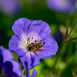 Hardy Geranium 'Rozanne' - RHS Plant Of The Centenary -Flower Harvest Shop 480120 2