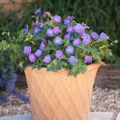 Hardy Geranium 'Rozanne' - RHS Plant Of The Centenary -Flower Harvest Shop 480120 3