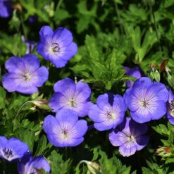 Hardy Geranium 'Rozanne' - RHS Plant Of The Centenary -Flower Harvest Shop 480120 4