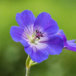 Hardy Geranium 'Rozanne' - RHS Plant Of The Centenary -Flower Harvest Shop 480120 5