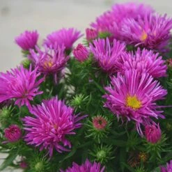 Aster Dumosus 'Autumn Jewels' -Flower Harvest Shop 480451 2