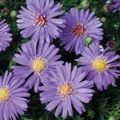 Aster Dumosus 'Autumn Jewels' -Flower Harvest Shop 480451 3
