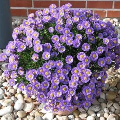 Aster Dumosus 'Autumn Jewels' -Flower Harvest Shop 480451 4