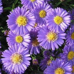Aster Dumosus 'Autumn Jewels' -Flower Harvest Shop 480451 7