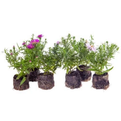 Aster Dumosus 'Autumn Jewels' -Flower Harvest Shop 480451 8