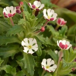 Scented Night Phlox Zaluzianskya Ovata -Flower Harvest Shop 480460 2