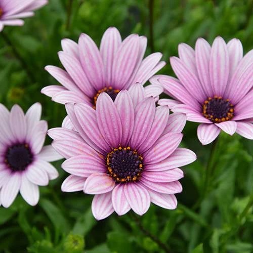Hardy Osteospermum 'Sennen Sunrise' 1 Hardy Osteospermum 'Sennen Sunrise'