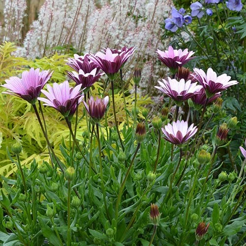 Hardy Osteospermum 'Sennen Sunrise' 2 Hardy Osteospermum 'Sennen Sunrise' - Image 2