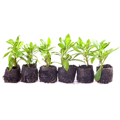 Hardy Osteospermum 'Sennen Sunrise' 3 Hardy Osteospermum 'Sennen Sunrise' - Image 3