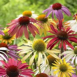 Echinacea 'Cheyenne Spirit' -Flower Harvest Shop 480567 1
