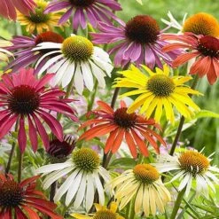 Echinacea 'Cheyenne Spirit' -Flower Harvest Shop 480567 2