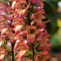 Foxglove Digitalis 'Illumination Flame' 6 Foxglove Digitalis 'Illumination Flame' -Flower Harvest Shop 480579 1