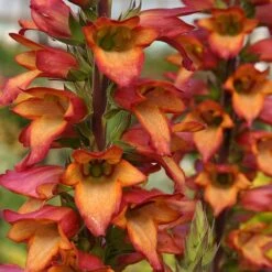 Foxglove Digitalis 'Illumination Flame' 7 Foxglove Digitalis 'Illumination Flame' -Flower Harvest Shop 480579 2