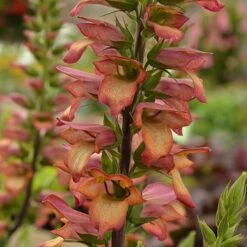Foxglove Digitalis 'Illumination Flame' 8 Foxglove Digitalis 'Illumination Flame' -Flower Harvest Shop 480579 3