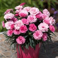 Pinks 'I Love You' 6 Pinks 'I Love You' -Flower Harvest Shop 480689 2
