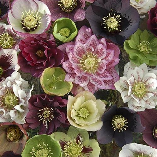 Hellebore 'Double Queen' Mix 3 Hellebore 'Double Queen' Mix - Image 3