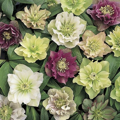 Hellebore 'Double Queen' Mix 5 Hellebore 'Double Queen' Mix - Image 5