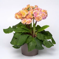 Primula 'Pretty Polly Blushing Peach' -Flower Harvest Shop 480866 2