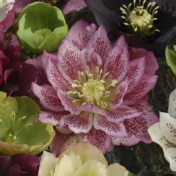 Hellebore 'Hybridisers Mix' -Flower Harvest Shop 480873 1