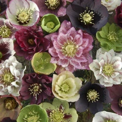Hellebore 'Hybridisers Mix' -Flower Harvest Shop 480873 2