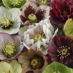Hellebore 'Hybridisers Mix' -Flower Harvest Shop 480873 3