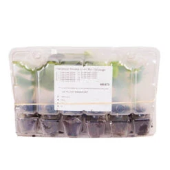 Hellebore 'Hybridisers Mix' -Flower Harvest Shop 480873 6