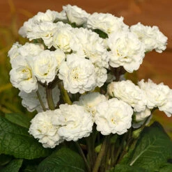 Pollyanna Collection -Flower Harvest Shop 480875 1