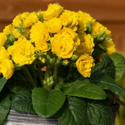 Pollyanna Collection -Flower Harvest Shop 480875 2