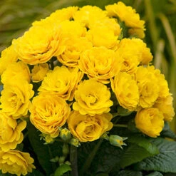 Pollyanna Collection -Flower Harvest Shop 480875 3