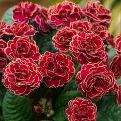 Pollyanna Collection -Flower Harvest Shop 480875 4