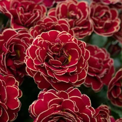 Pollyanna Collection -Flower Harvest Shop 480875 5