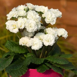 Pollyanna Collection -Flower Harvest Shop 480875 6