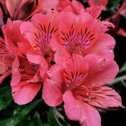 Alstroemeria Inticancha Collection -Flower Harvest Shop 480937 2