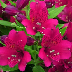 Alstroemeria Inticancha Collection -Flower Harvest Shop 480937 3
