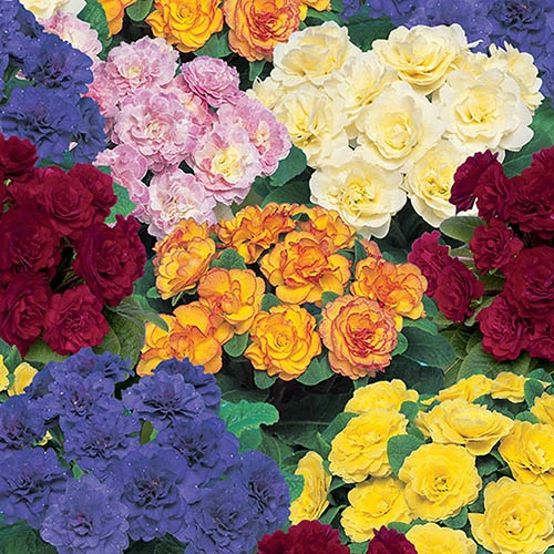 Flower Harvest Shop -Flower Harvest Shop 480954