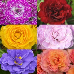 Primula Belarina Mixed -Flower Harvest Shop 480954 1